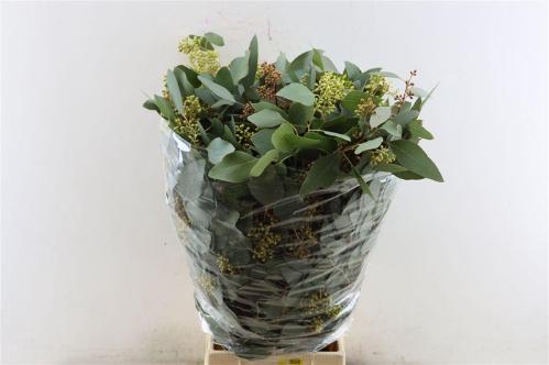 Eucalyptus per bos polyanthemos (fruit)