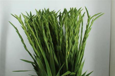 Gladiolus grootbloemig 'Speed Date'