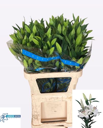 Lilium Oriental Grp 'Santander'