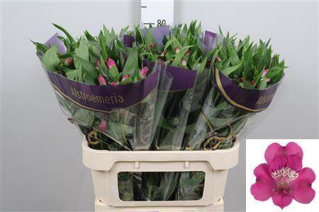 Alstroemeria Casanova