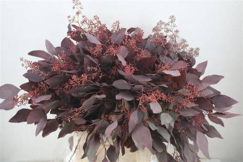 Eucalyptus polyanthemos (fruit) kleurbehandeld per bos H%