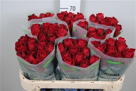 Rosa grootbloemig Madam Red