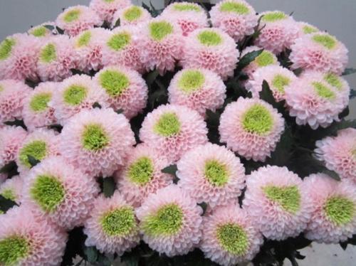 Chrysanthemum geplozen kas kleurbehandeld H%
