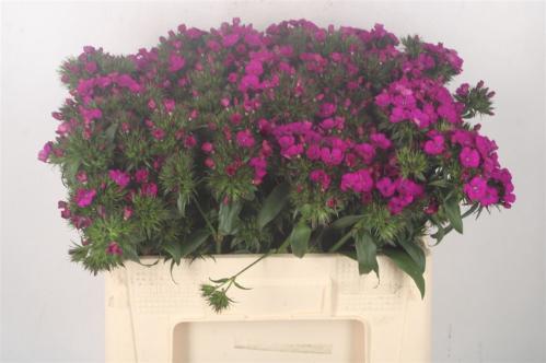 Dianthus barbatus 'Amazon Neon Purple'