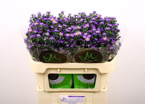 Aster (Novi-belgii Grp) Teeny Tiny Blue