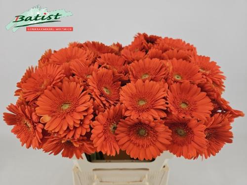 Gerbera mini Henry