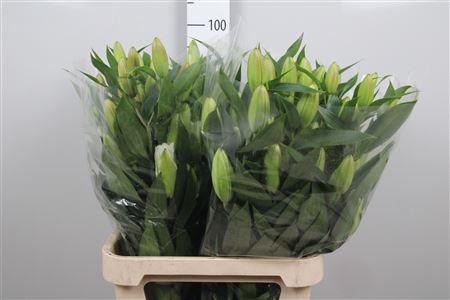Lilium (Oriental Grp) dubbel 'Double Fantasy'