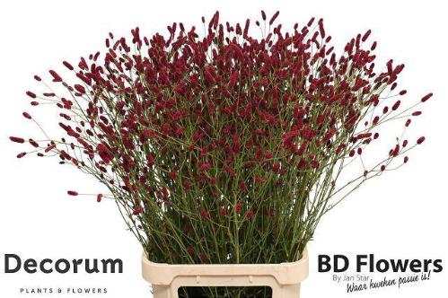 Sanguisorba officinalis 'Strawberry Dream'