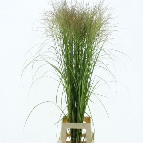 Miscanthus sinensis overig