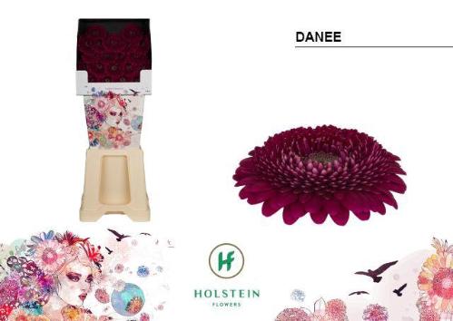 Gerbera mini bolvormig Gerponi Danee