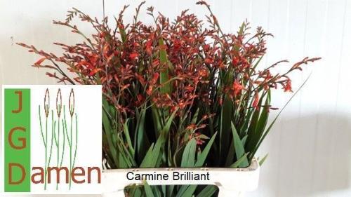 Crocosmia overig