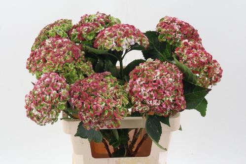 Hydrangea macrophylla Magical Revolution (classic)