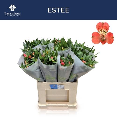 Alstroemeria Estee