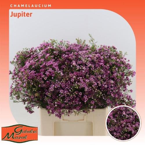 Chamelaucium uncinatum 'Jupiter'