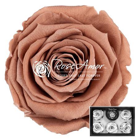 Rosa grootbloemig kleurbehandeld H%