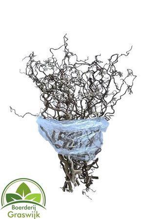 Corylus avellana 'Contorta'