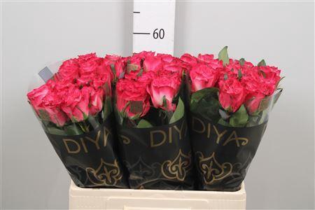 Rosa grootbloemig Enchantment