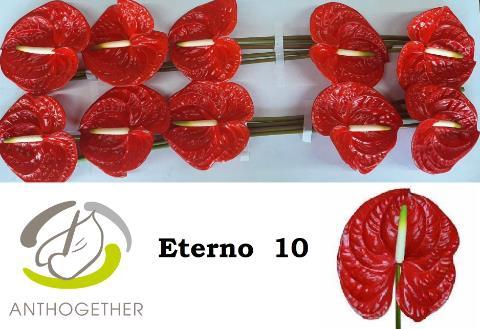 Anthurium Andreanum Grp Eterno