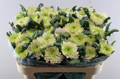 Chrysanthemum Indicum Grp geplozen Rossano Charlotte