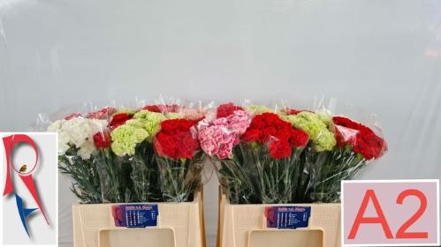 Dianthus standaard gemengd in fust