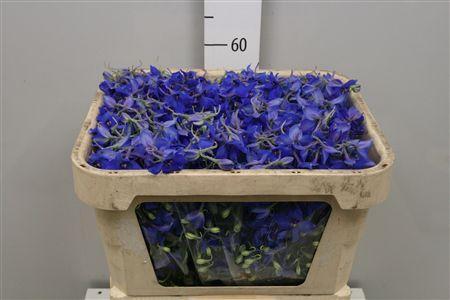 Delphinium Belladonna Grp enkelbloemig 'Volkerfrieden'