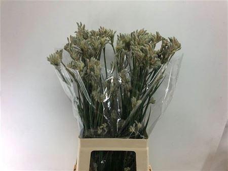 Anigozanthos Bush Diamond