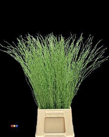 Betula per bos kleurbehandeld