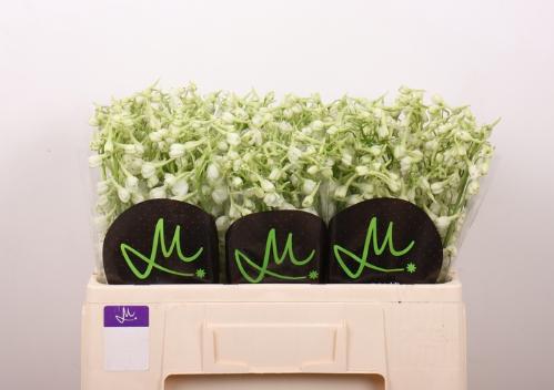 Delphinium enkelbloemig (Belladonna Grp) Bella Andes White