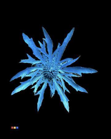 Eryngium alpinum kleurbehandeld H%