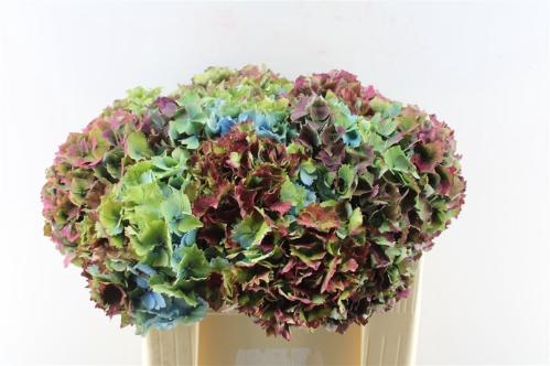 Hydrangea overig