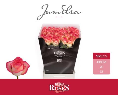 Rosa grootbloemig Jumilia
