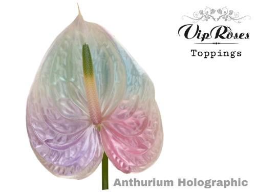 Anthurium Andreanum Grp kleurbehandeld H%
