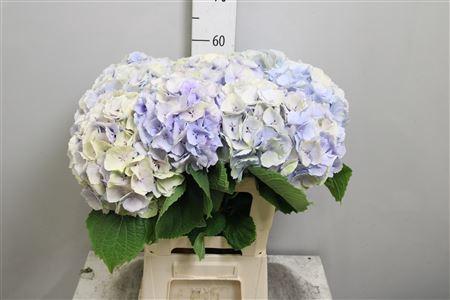 Hydrangea macrophylla 'Verena' (blauw classic)
