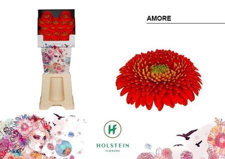 Gerbera mini bolvormig Pomponi Amore