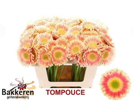 Gerbera mini 'Tompouce'