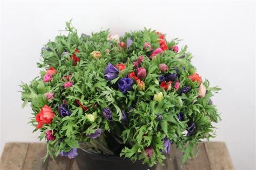 Anemone coronaria Marianne gemengd