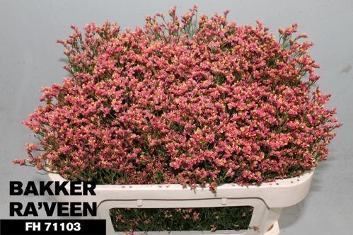 Limonium sinensis Maxima Diamond
