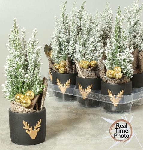 Chamaecyparis lawsoniana 'Ellwoodii'