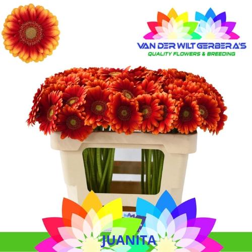 Gerbera mini Juanita