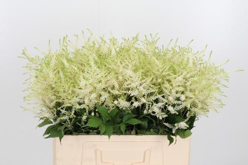Astilbe Japonica Grp 'Whasingthon'