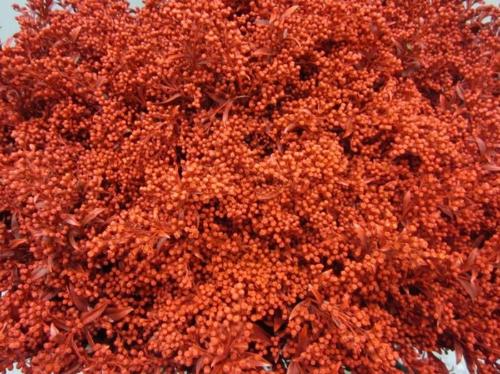 Solidago kleurbehandeld H%