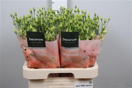 Eustoma russellianum gevuldbloemig 'Alissa Light Apricot'