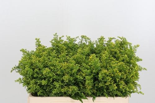 Solidago Carzan Glory