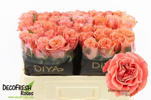 Rosa grootbloemig Blushing Reeva