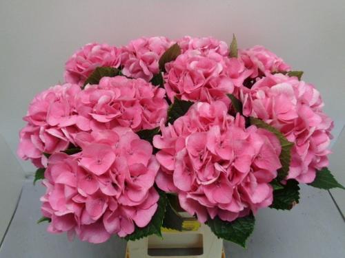 Hydrangea macrophylla Royal Love