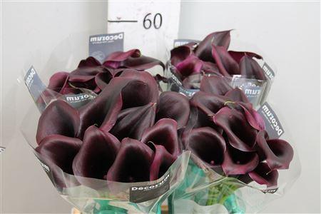 Zantedeschia 'Odessa'