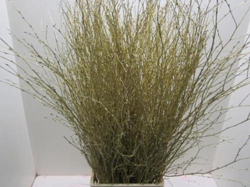 Betula kleurbehandeld H%