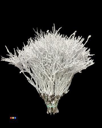 Vaccinium kleurbehandeld H%