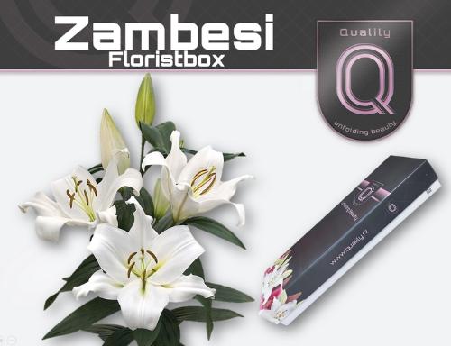 Lilium Oriental x Trumpet Grp 'Zambesi'