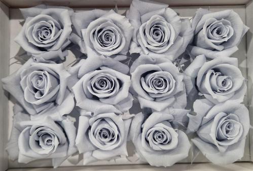 Rosa grootbloemig kleurbehandeld H%